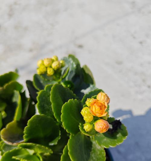 绿色的花象征着什么？它们的含义是什么？