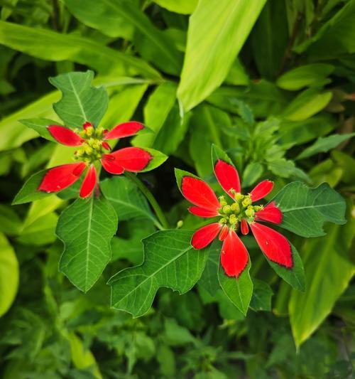 绿色的花象征着什么？它们的含义是什么？