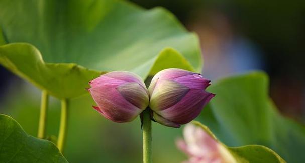 表达放手情感应选哪种花？放手寓意的花卉有哪些？