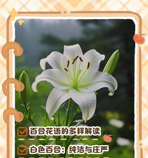 冬忍花的含义是什么？冬忍花在冬季花语的意义是什么？