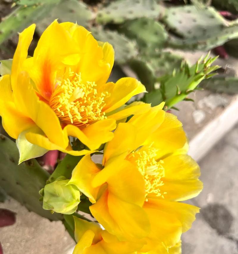 仙人掌的花语是什么？仙人掌的寓意有哪些？