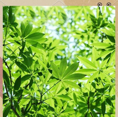 美丽异木棉象征着什么？