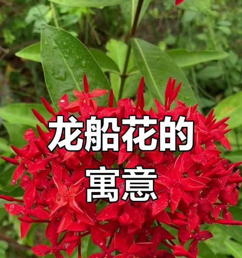 象征财富和事业成功的花有哪些？它们如何成为好运的象征？