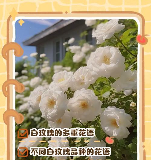 玫瑰花的花语是什么？它有哪些含义？