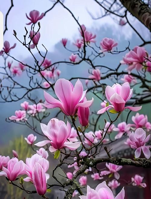 无私奉献的花语是什么？哪种花代表无私奉献？