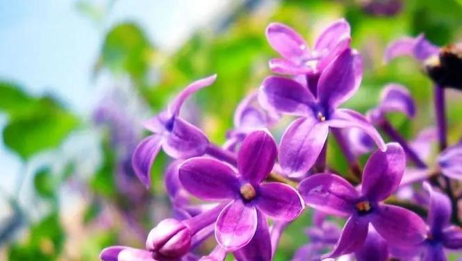 哪种花象征忧郁和无奈？