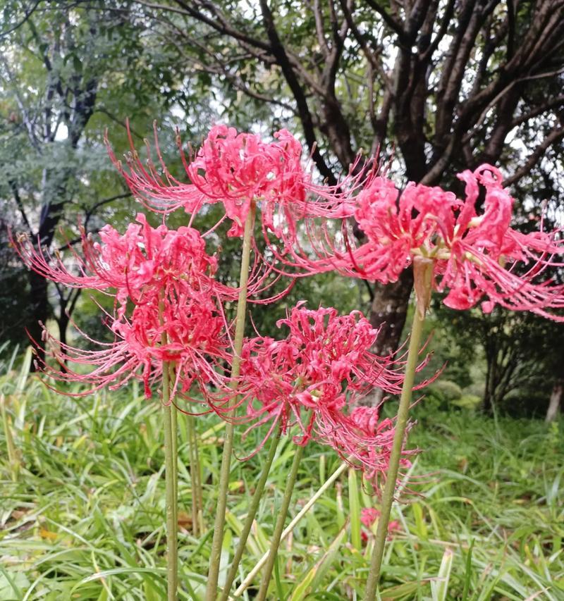 哪种花象征忧郁和无奈？