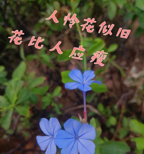 哪种花象征忧郁和无奈？