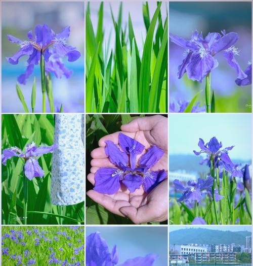花高低走的花语代表什么？花卉排列方式的象征意义是什么？
