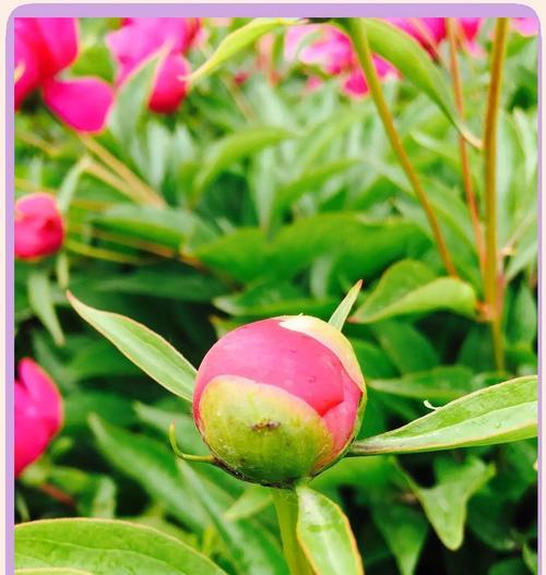 花高低走的花语代表什么？花卉排列方式的象征意义是什么？