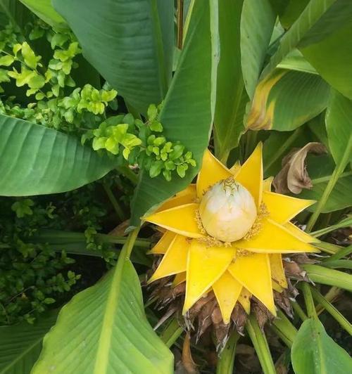 象征约束的花有哪些？这些花代表了什么？