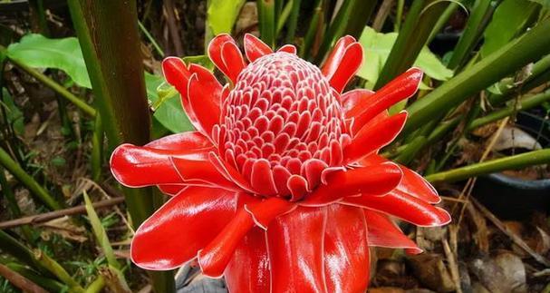 象征约束的花有哪些？这些花代表了什么？