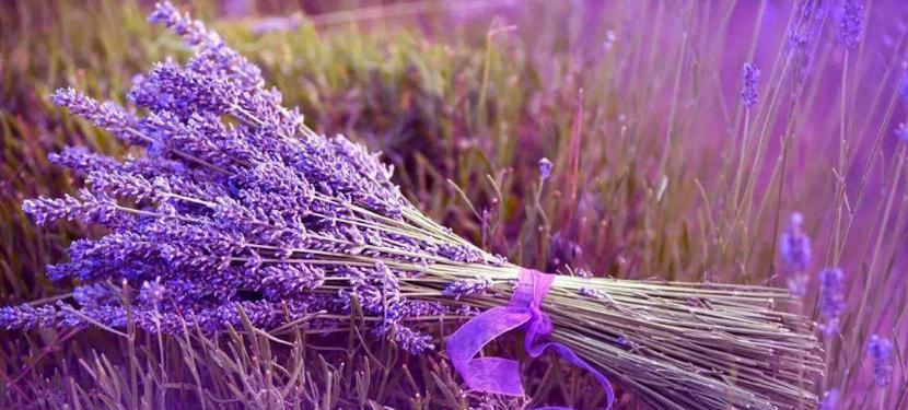 薰衣草的紫色花语：它代表了什么意义？