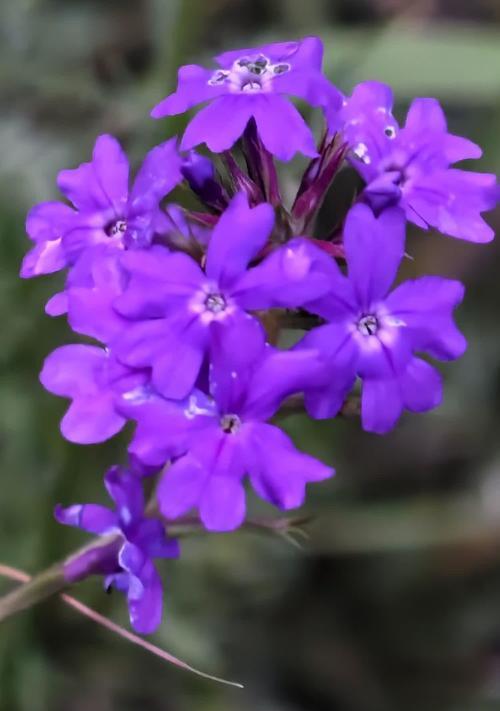 薰衣草的紫色花语：它代表了什么意义？
