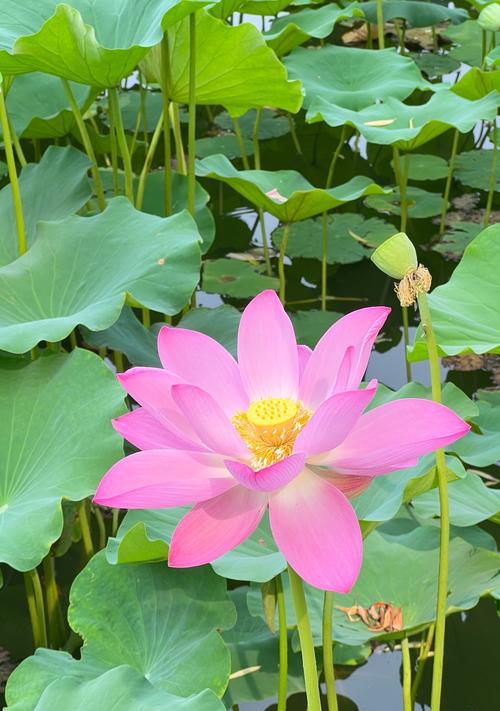 象征老年幸福的花有哪些？它们的花语是什么？