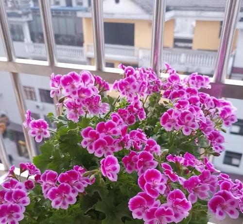 哪些花的寓意是负面的？如何避免送错花？