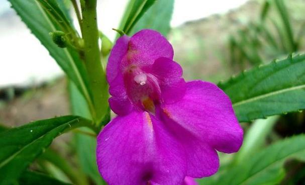 哪些花的寓意是负面的？如何避免送错花？