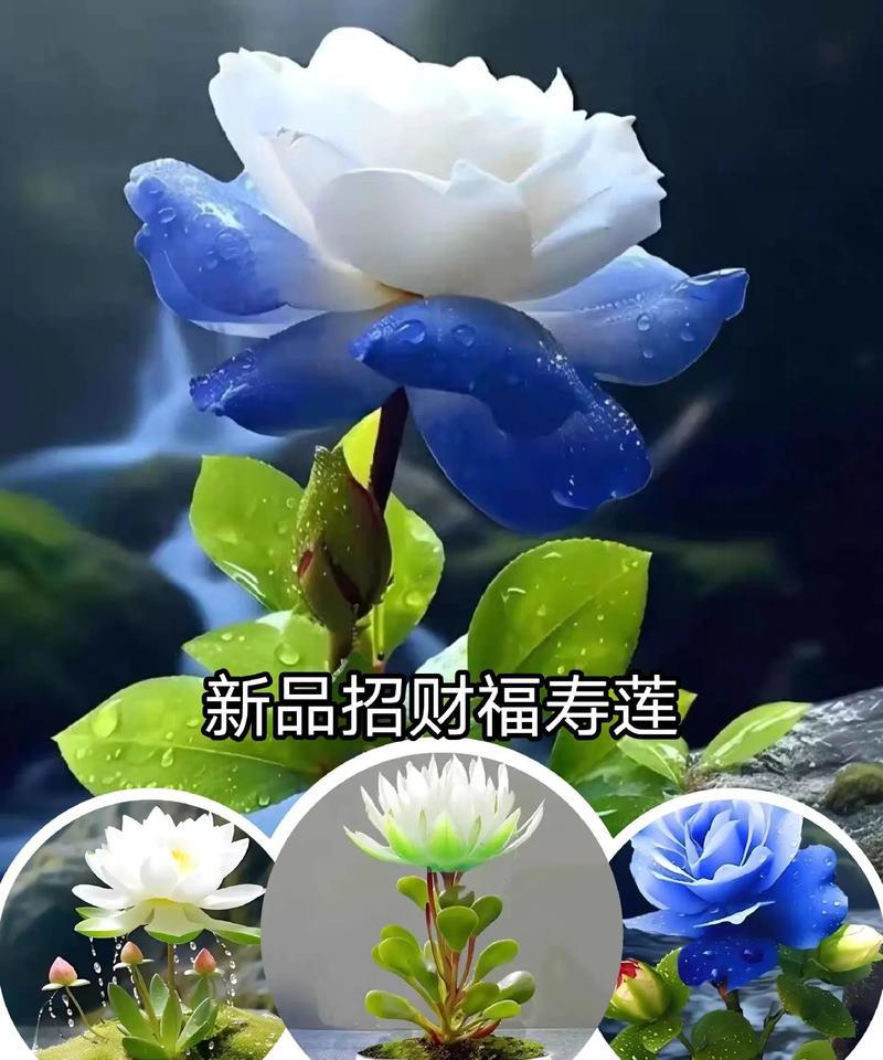 哪些花寓意招财耐寒？它们的象征意义是什么？