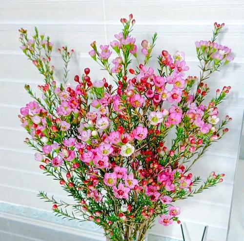 哪些花象征忠贞爱意？它们如何代表永恒的爱情？