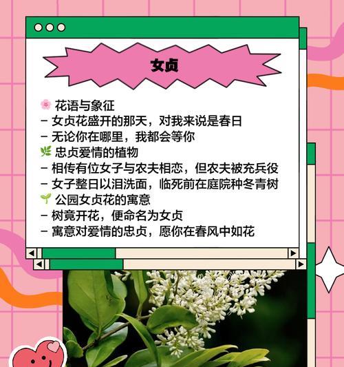 哪些花象征忠贞爱意？它们如何代表永恒的爱情？