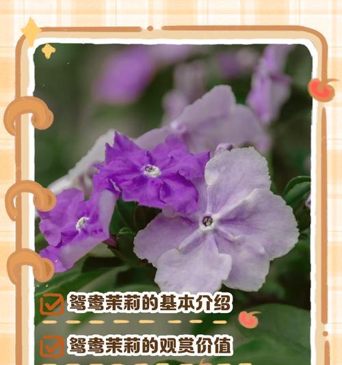 棣棠花网名有何含义？它象征着什么？