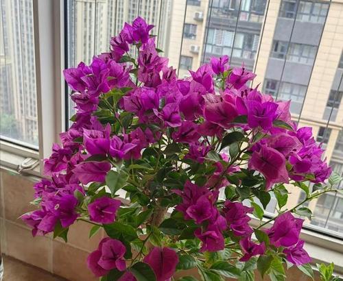 无用的象征花有哪些？