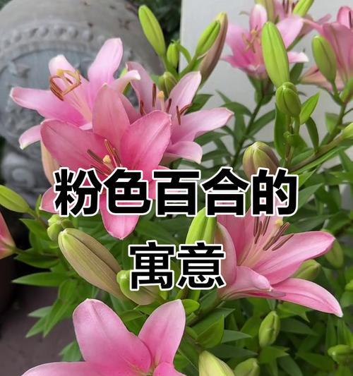 粉色百合花语寓意是什么？粉色百合象征意义有哪些？
