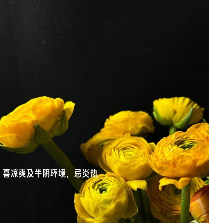 花似锦象征着什么？花的含义花语是什么？