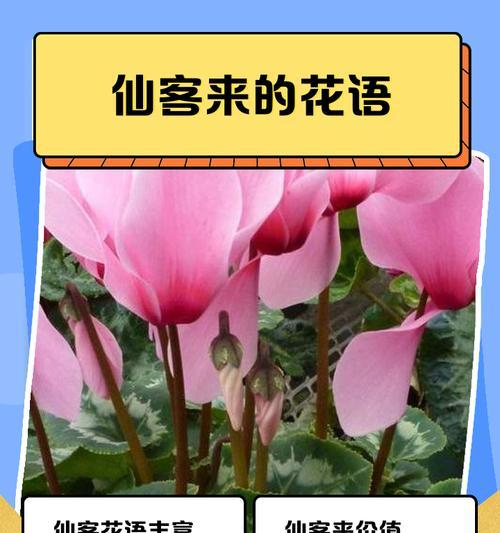 柳藤花代表什么？它在自然界中的含义是什么？