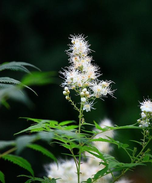 珍珠花的含义是什么？珍珠花象征着什么？