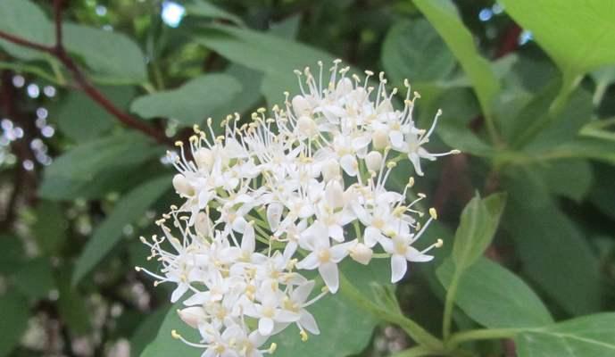 珍珠花的含义是什么？珍珠花象征着什么？