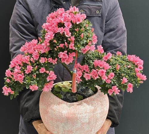 繁荣象征的叶子有哪些花？它们的寓意是什么？