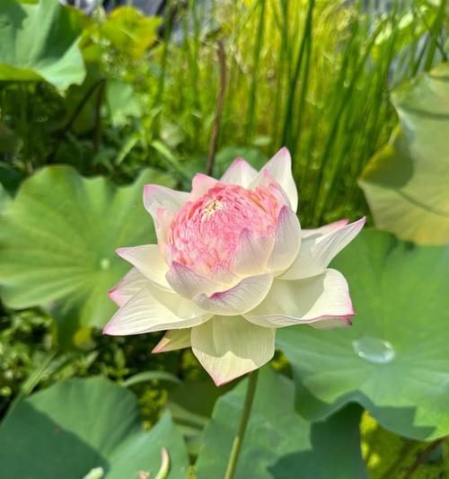 繁荣象征的叶子有哪些花？它们的寓意是什么？