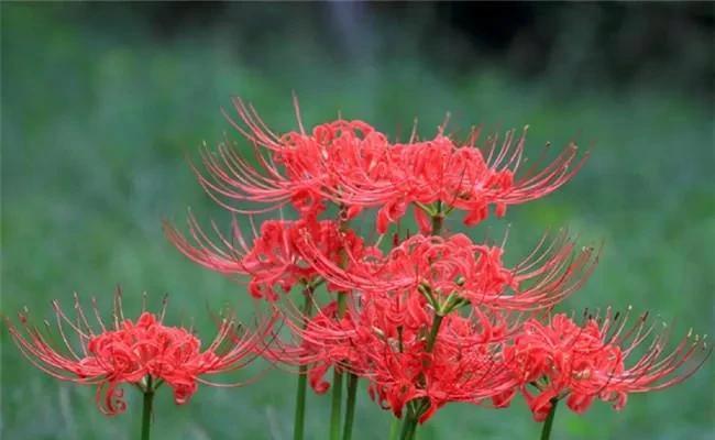 升职的花有哪些？它们各自寓意着什么？