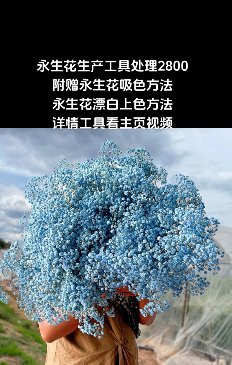 永生花的花语及寓意是什么？它代表什么？