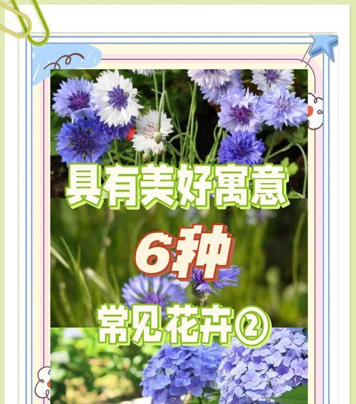 琼花映雪网名背后的故事有哪些？