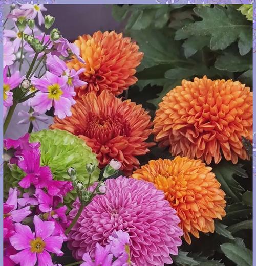 和平的象征花有哪些？这些花的寓意是什么？