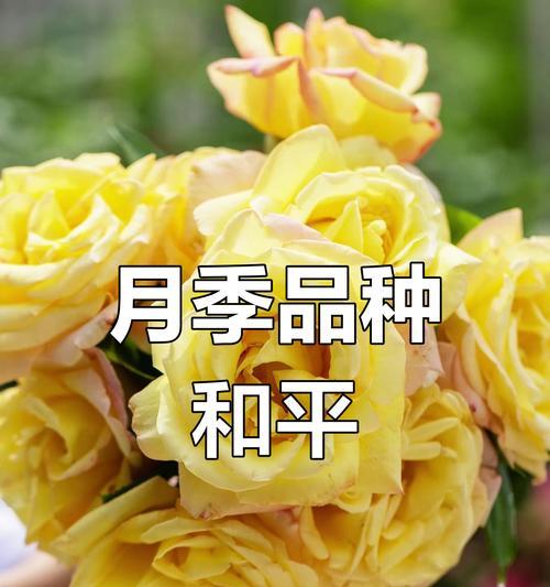 和平的象征花有哪些？这些花的寓意是什么？