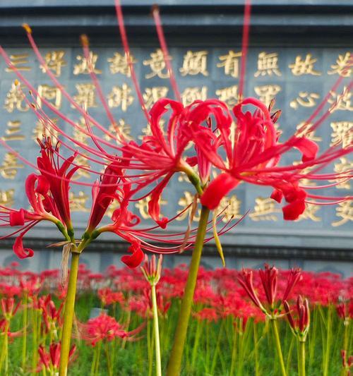 彼岸花盛开有何寓意？