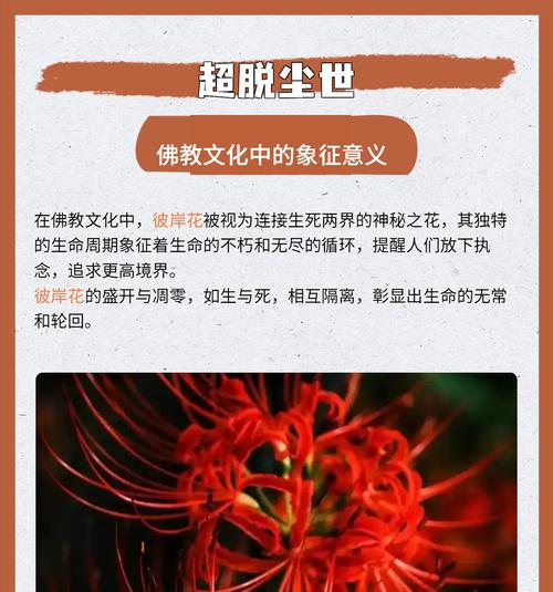 彼岸花盛开有何寓意？