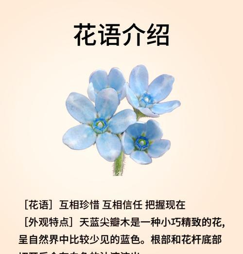 希望曙光的花朵有哪些？它们各自的花语是什么？