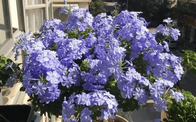蓝色花朵在冬季有何象征意义？蓝色冬天的花有何特别含义？