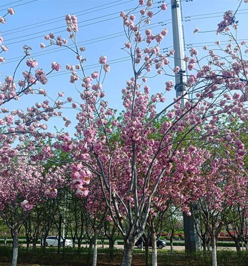 樱花代表了哪些情感？