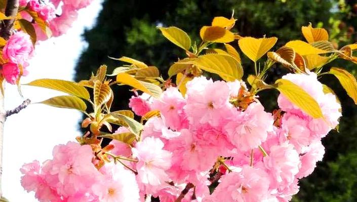樱花代表了哪些情感？