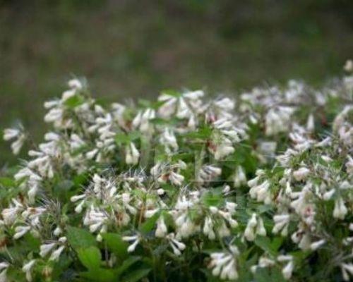 樱花草花语有哪些寓意？种植樱花草的技巧是什么？