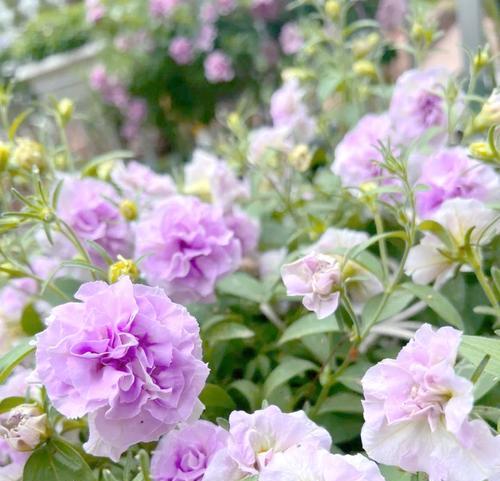 樱花草花语有哪些寓意？种植樱花草的技巧是什么？