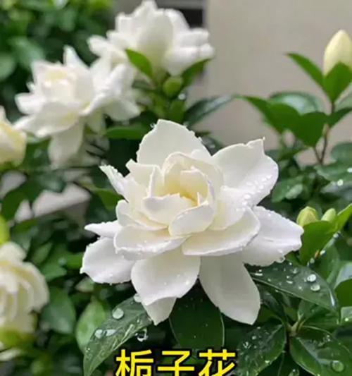 象征坚强顽强的花有哪些？它们各自象征着什么？