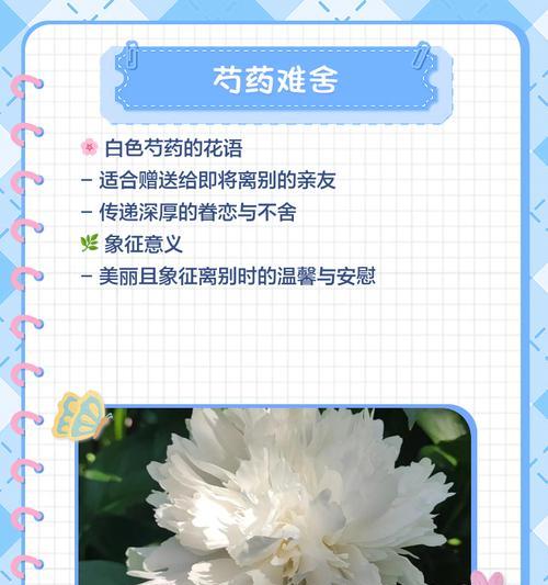 动漫中特殊寓意花卉及其代表意义是什么？