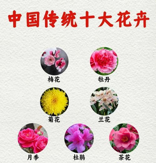 动漫中特殊寓意花卉及其代表意义是什么？