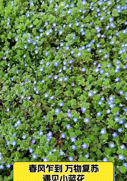 小蓝花的含义是什么？